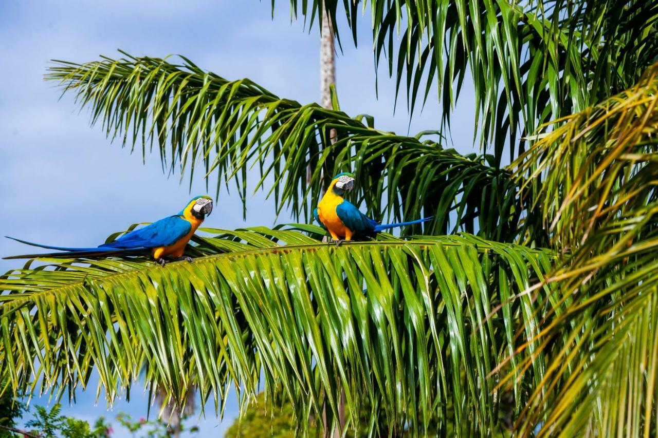 Pousada Piuval Pocone Ngoại thất bức ảnh